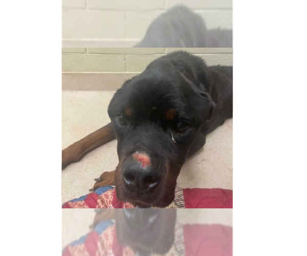 Medium Photo #1 Rottweiler-Unknown Mix Puppy For Sale in New York, NY, USA