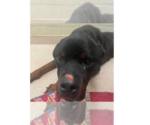 Small Rottweiler Mix