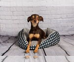 Small #2 Miniature Pinscher Mix