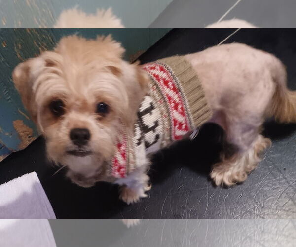 Medium Photo #4 Shih Tzu-Unknown Mix Puppy For Sale in Newfoundland, PA, USA