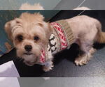 Small #3 Shih Tzu Mix