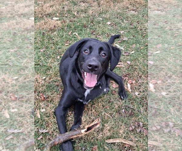 Medium Photo #1 Mutt Puppy For Sale in Germantown, OH, USA