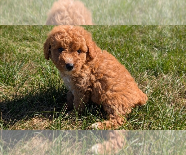 Medium Photo #11 Goldendoodle (Miniature) Puppy For Sale in GOSHEN, IN, USA