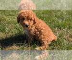 Small #10 Goldendoodle (Miniature)