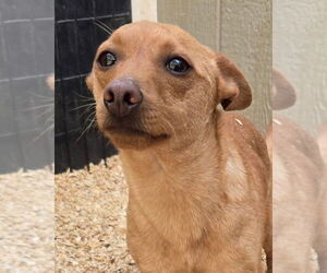 Chihuahua-Unknown Mix Dogs for adoption in Peralta, NM, USA