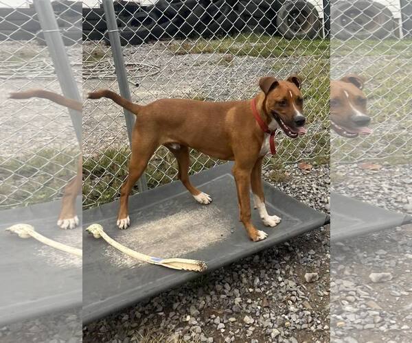 Medium Photo #7 Mountain Cur-Unknown Mix Puppy For Sale in Hinton, WV, USA