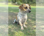 Small #6 Dachshund Mix