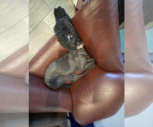 Medium Photo #8 Airedoodle-Labrador Retriever Mix Puppy For Sale in MARANA, AZ, USA