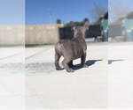 Small #5 French Bulldog