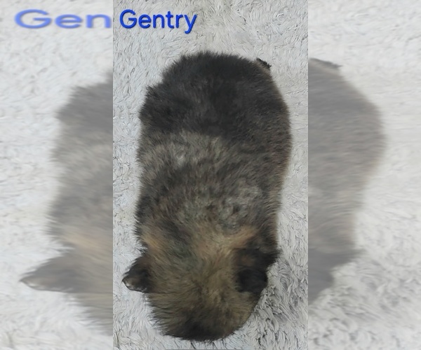 Medium Photo #5 Pomeranian Puppy For Sale in AZLE, TX, USA