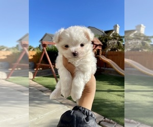 Maltipoo Puppy for Sale in SANTA MARIA, California USA