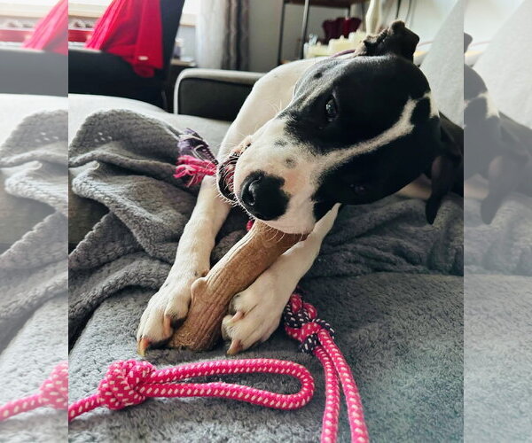 Medium Photo #2 Mutt Puppy For Sale in Germantown, OH, USA