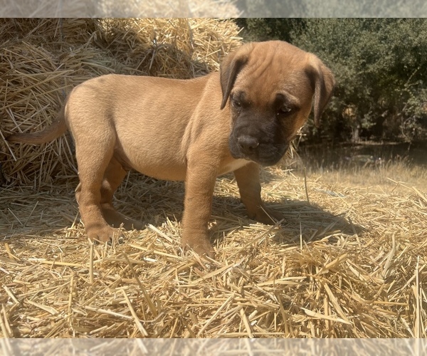Medium Photo #4 Bullmastiff Puppy For Sale in LOCKWOOD, CA, USA
