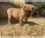 Small Photo #4 Bullmastiff Puppy For Sale in LOCKWOOD, CA, USA