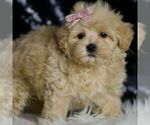 Small #2 Maltipoo