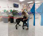 Small #3 Great Dane Mix