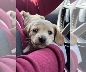 Dachshund Litter for sale in MECHANICSVILLE, VA, USA