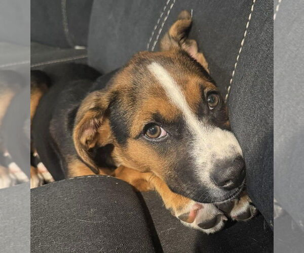 Medium Photo #17 Mutt Puppy For Sale in OKLAHOMA CITY, OK, USA