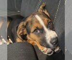Small #16 Mutt