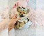 Small #4 Pomeranian