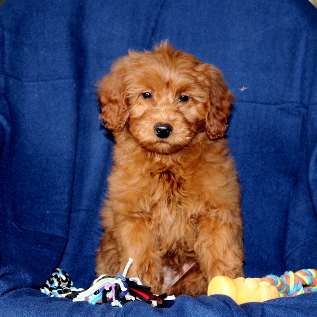 Medium Photo #1 Goldendoodle-Poodle (Miniature) Mix Puppy For Sale in NEW PROVIDENCE, PA, USA