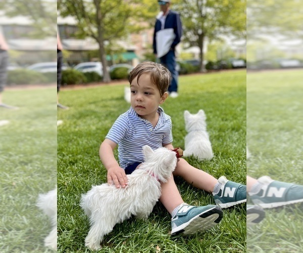 Medium Photo #2 West Highland White Terrier Puppy For Sale in LAKE FOREST, IL, USA