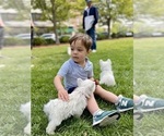 Small #1 West Highland White Terrier