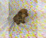 Puppy 1 Yorkshire Terrier