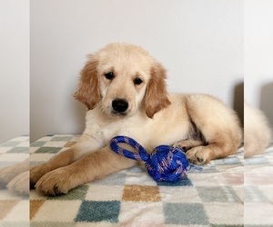 Golden Retriever Puppy for sale in INDIANAPOLIS, IN, USA