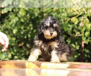 ShihPoo Puppy for sale in DYERSBURG, TN, USA