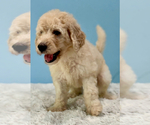 Small #4 Goldendoodle