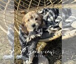 Small Photo #6 Havachon Puppy For Sale in NIANGUA, MO, USA