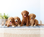Small #2 Goldendoodle