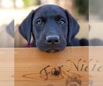 Puppy Maverick Labrador Retriever