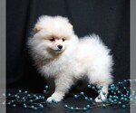 Small #3 Pomeranian