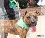 Small #2 Plott Hound Mix