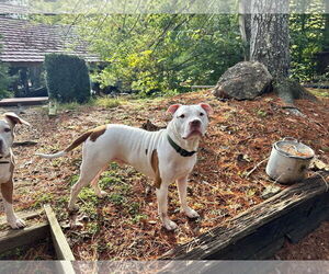 American Pit Bull Terrier-Unknown Mix Dogs for adoption in Germantown, OH, USA