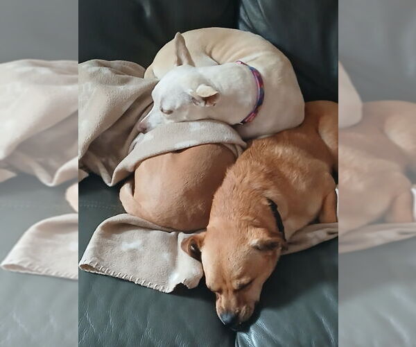 Medium Photo #3 Puggle Puppy For Sale in San Francisco, CA, USA