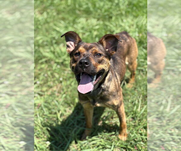 Medium Photo #2 Mutt Puppy For Sale in Virginia Beach, VA, USA