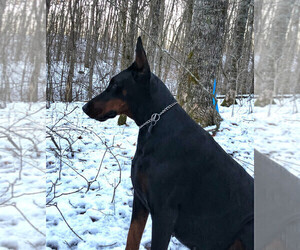 Mother of the Doberman Pinscher puppies born on 08/14/2024