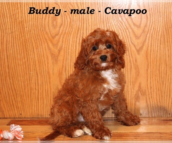 Medium Photo #4 Cavapoo Puppy For Sale in CLARKRANGE, TN, USA