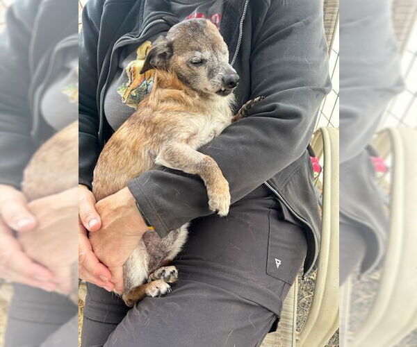 Medium Photo #5 Chiweenie Puppy For Sale in Sequim, WA, USA
