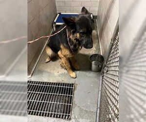 German Shepherd Dog Dogs for adoption in Stockton, CA, USA