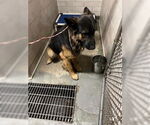 Small German Shepherd Dog