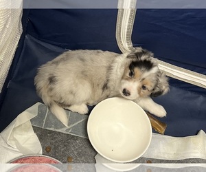 Miniature Australian Shepherd Puppy for sale in LA VISTA, NE, USA