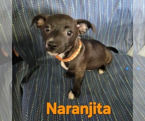 Chihuahua-Unknown Mix Dogs for adoption in Princeton, MN, USA