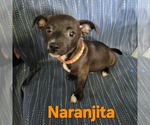 Small Chihuahua Mix
