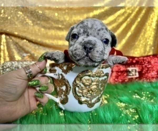 Medium Photo #2 French Bulldog Puppy For Sale in HAYWARD, CA, USA