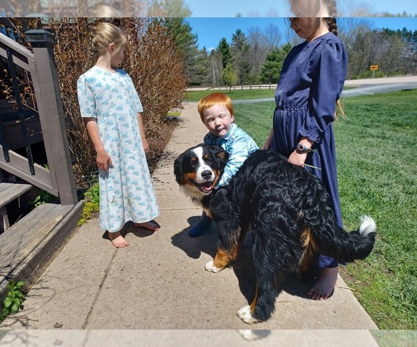 Medium Photo #1 Bernese Mountain Dog Puppy For Sale in STANLEY, WI, USA