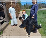 Small Photo #1 Bernese Mountain Dog Puppy For Sale in STANLEY, WI, USA